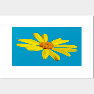 Floating Butterfly Marguerite Daisy Posters and Art